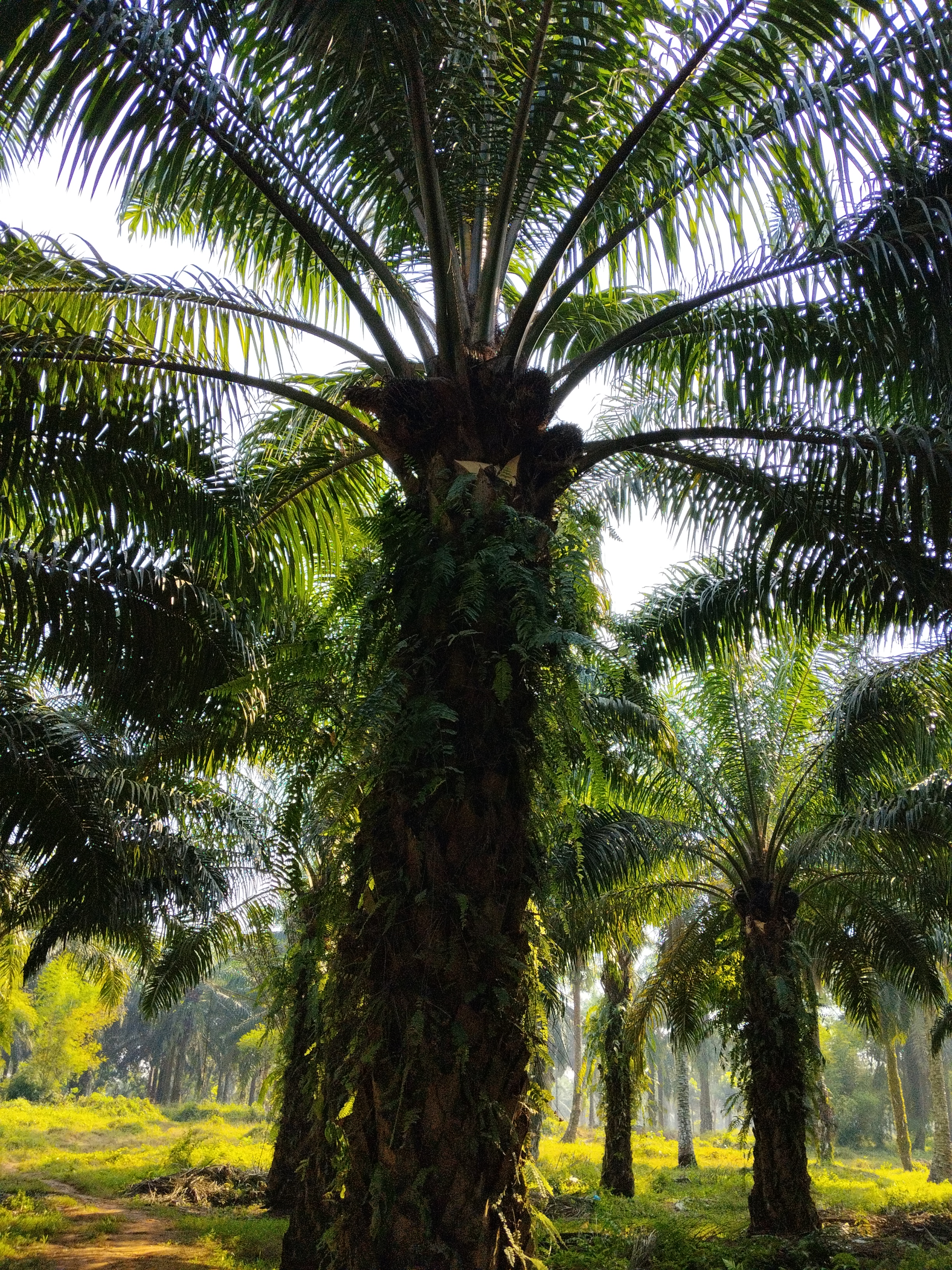 RGB capture